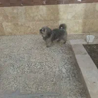 یه دونه سگ شیتزو نر فوق العاده باهوش ومهربون