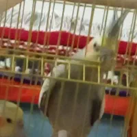 عروس هلندی بالغ جفت|پرنده|دامغان, |دیوار