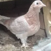 فروشی|پرنده|گلبهار, شهر جدید گلبهار|دیوار