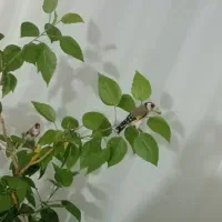 سهره|پرنده|اهر, |دیوار