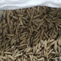 یک کیسه شالی دم سیاه