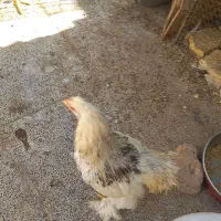 تعدادی خروس برهما به فروش میرسد|حیوانات مزرعه|اردکان, |دیوار