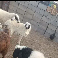 بره و بزغاله فروشی