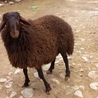 سلام بره هترو ۷تا ۸ ماهه با قیمت ۵۲ ملیون