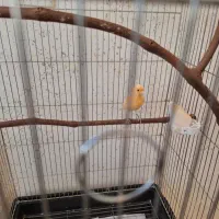 قناری سرخ ماده|پرنده|سرپل ذهاب, |دیوار