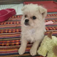 سگ آپارتمانی نژاد پامر|سگ|تهران, شهرک فردوس (حسینی)|دیوار