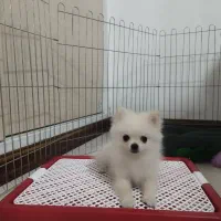 پامرانین خرسی۲ماهه