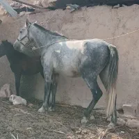 کره و مادیون|اسب و تجهیزات اسب‌سواری|شوشتر, |دیوار