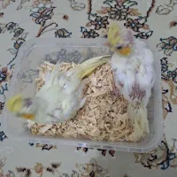 جوجه عروس هلندی|پرنده|تهران, طیب|دیوار