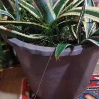 گلهای خانگی|گل و گیاه طبیعی|رشت, تازه آباد|دیوار