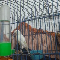 قناری نر|پرنده|بوشهر, |دیوار