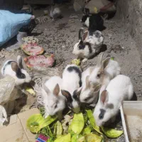 خرگوش 400