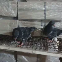 جوجه پلاکی هیچ پر|پرنده|اهواز, پردیس|دیوار