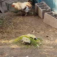 خروس محلی برای نگهداری و قربانی|حیوانات مزرعه|کوچصفهان, |دیوار