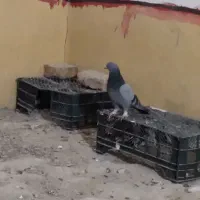 کبوتر|پرنده|نیمروز, |دیوار