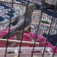 عروس هلندی ماده|پرنده|کوهدشت, |دیوار