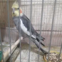 قناری عروس هلندی