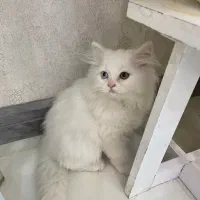 گربه اسکاتیش