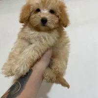 پودل های قیمت مناسب وکیفیت خوب پودل عروسکی|سگ|تهران, محمودیه|دیوار