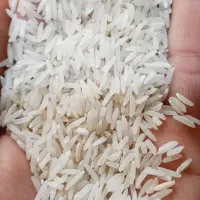 برنج فجر