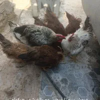 خروس