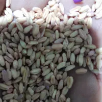 گندم کوهدشت .بوجارشده . تمیز