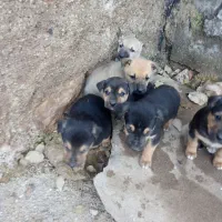 تول ژرمن پدرشان مالینییزهست مادرشان ژرمن