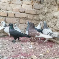 کبوتر|پرنده|شیراز, کرونی(خاتونک)|دیوار