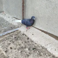 سلام کبوتر فروشی