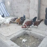 خروس گلین|حیوانات مزرعه|ماکو, |دیوار