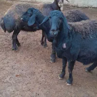 ۳عدد شیشک فروشی