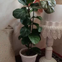 گل های زینتی سالم و زیبا