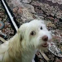 سگ گمشده (چهار سال پیش)