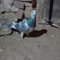 700|پرنده|سلامی, |دیوار