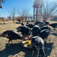 بوقلمون 7ماهه|حیوانات مزرعه|ازنا, |دیوار