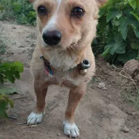 سگ کوچولو قدش 30سانته|سگ|خلیل آباد, |دیوار