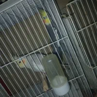 عروس|پرنده|گلبهار, شهر جدید گلبهار|دیوار