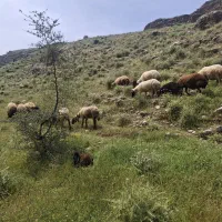 ۳میش زاییده افشاری