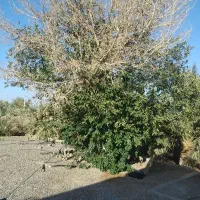 چوب. پرتقال در ریگان