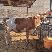 شتر شیری ،گاو شیری گوساله آبستن جرزی قیمت مناسب|حیوانات مزرعه|یزد, |دیوار