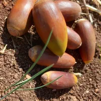 فروش برو ،بلوط