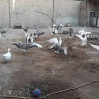 غار|حیوانات مزرعه|تهران, اتابک|دیوار