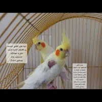 عروس هلندی طوطی|پرنده|مرند, |دیوار