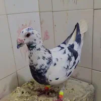 نر سار خوشکل