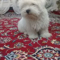 سگ مینیاتوری