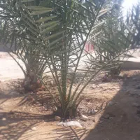 دمیت،پاجوش،فصیل خاصویی زردو|گل و گیاه طبیعی|مهر, |دیوار