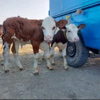 گوساله اصیل ساده