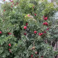 فروش-خانه-تازه-بازسازی-شده-حیاط-دار-دلباز