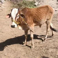 گوساله نر و ماده محلی اصل بلوچستان