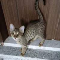 واگذاری گربه نر ۵ ماهه تهران گیلان|گربه|کلاچای, |دیوار